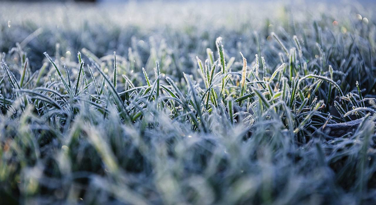 Gärtnerei Sattler Völkermarkt